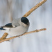 Baikal Bullfinch - Photo (c) Денис Воронов, some rights reserved (CC BY-NC), uploaded by Денис Воронов