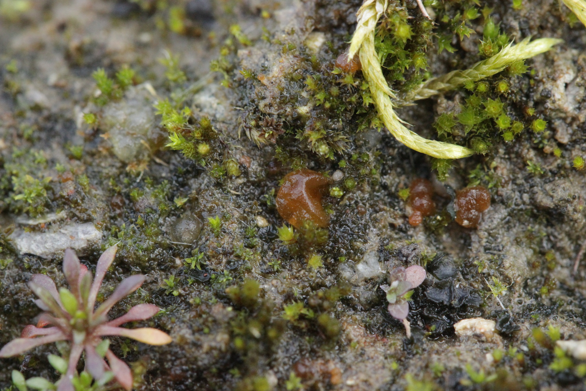 Rhodospora