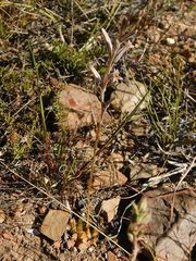 Haworthia mirabilis
