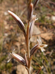 Haworthia mirabilis