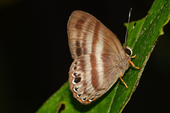 Euselasia melaphaea