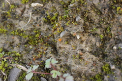 Lamprospora hispanica
