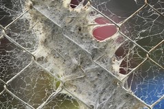 Stegodyphus sarasinorum