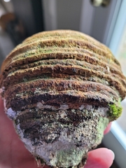 Pyrofomes juniperinus