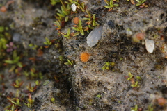 Lamprospora hispanica