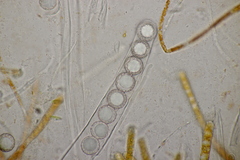 Lamprospora hispanica