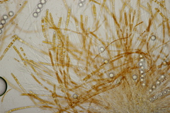 Lamprospora hispanica