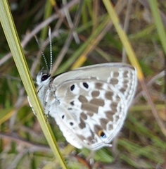 Lepidochrysops asteris