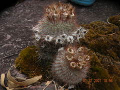 Parodia scopa