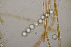 Lamprospora hispanica