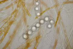 Lamprospora hispanica