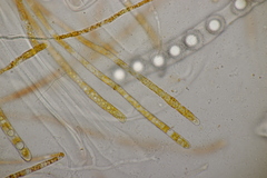 Lamprospora hispanica