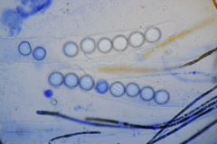 Lamprospora hispanica