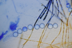 Lamprospora hispanica