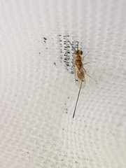 Megastigmus aculeatus