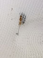 Megastigmus aculeatus