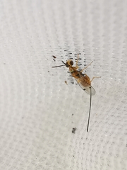 Megastigmus aculeatus