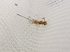 Megastigmus aculeatus