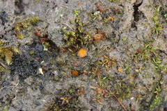 Lamprospora hispanica