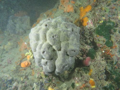 Photo of Bath sponge (Spongia officinalis)