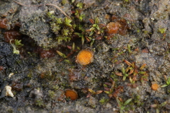 Lamprospora hispanica