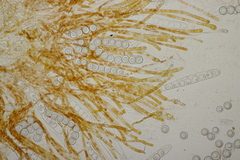 Lamprospora hispanica