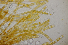 Lamprospora hispanica