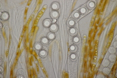 Lamprospora hispanica