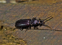Rhysodidae