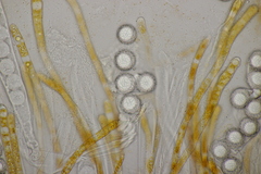 Lamprospora hispanica