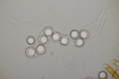 Lamprospora hispanica