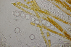 Lamprospora hispanica