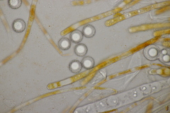 Lamprospora hispanica