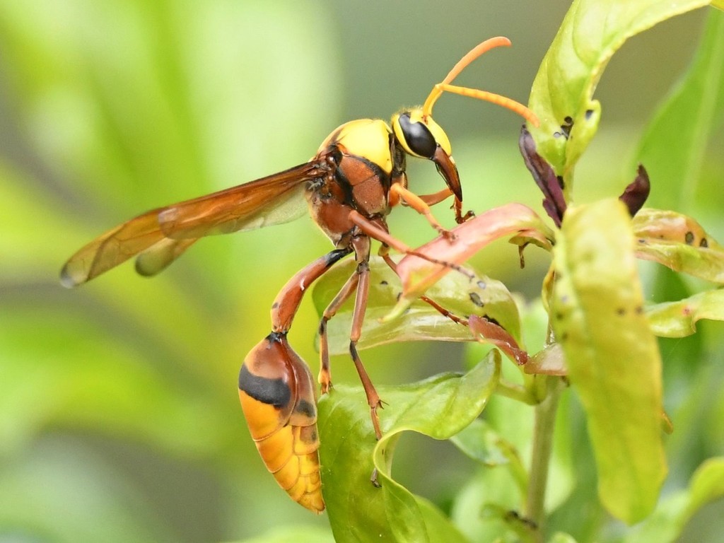 Wasp
