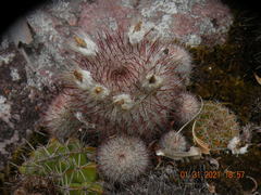 Parodia scopa