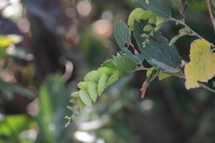 Flemingia strobilifera