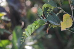 Flemingia strobilifera