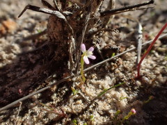 Stylidium despectum