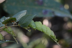 Flemingia strobilifera