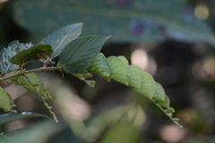 Flemingia strobilifera