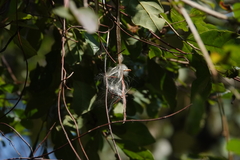 Urceola rosea