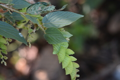Flemingia strobilifera