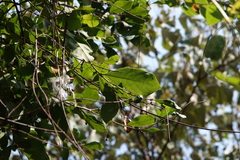 Urceola rosea