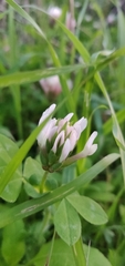 Trifolium clypeatum