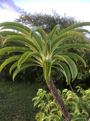 Pachypodium