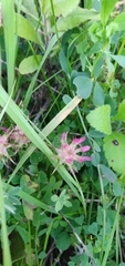 Trifolium spumosum