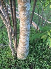 Pachypodium