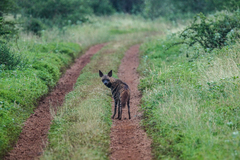 Hyaena hyaena