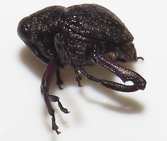 Conoderinae