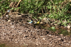 Uraeginthus cyanocephalus